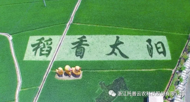 浙江臨安：竹林變稻田，農(nóng)戶喜開顏
